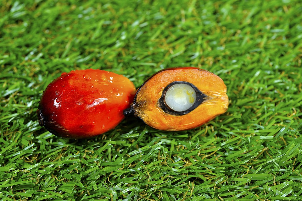 Oil Palm Fruit