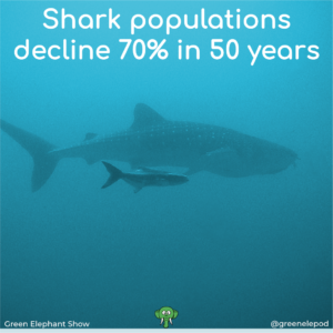Decline in shark numbers